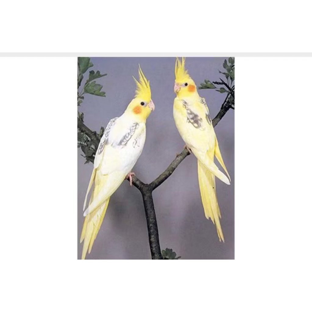 Burung Cockatiel Falk Parkit Australia Warna Kuning Pied