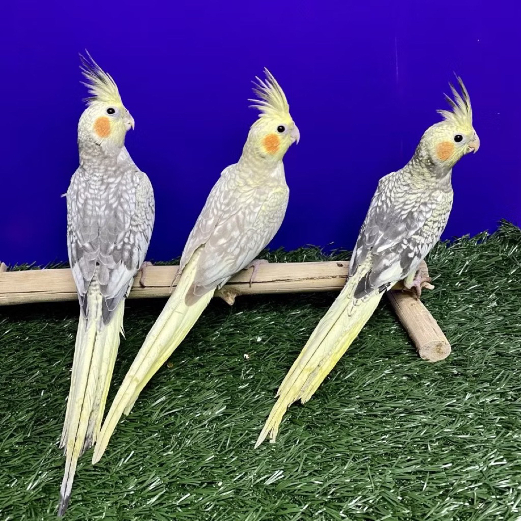 Burung Cockatiel Parkit Australia Falk Grey Mutiara pilihan