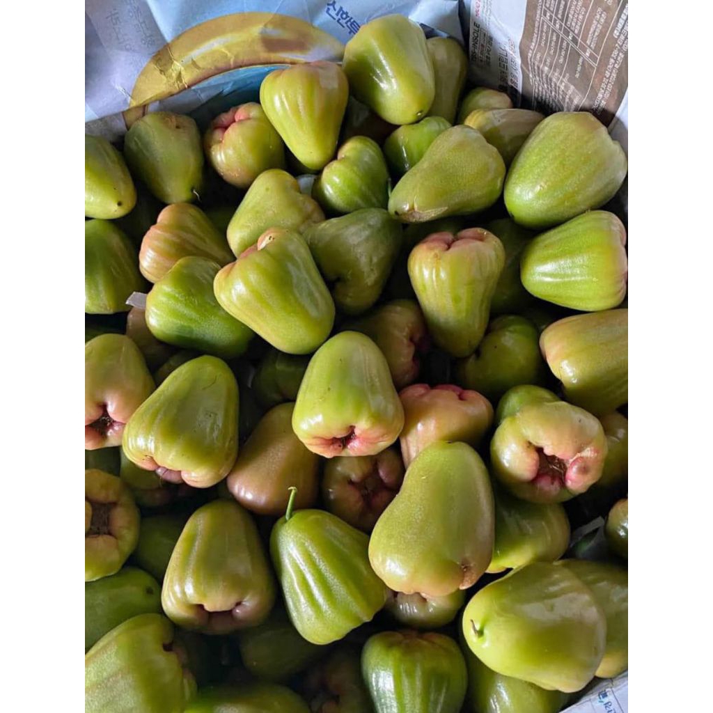 

JAMBU CINCALO MANIS