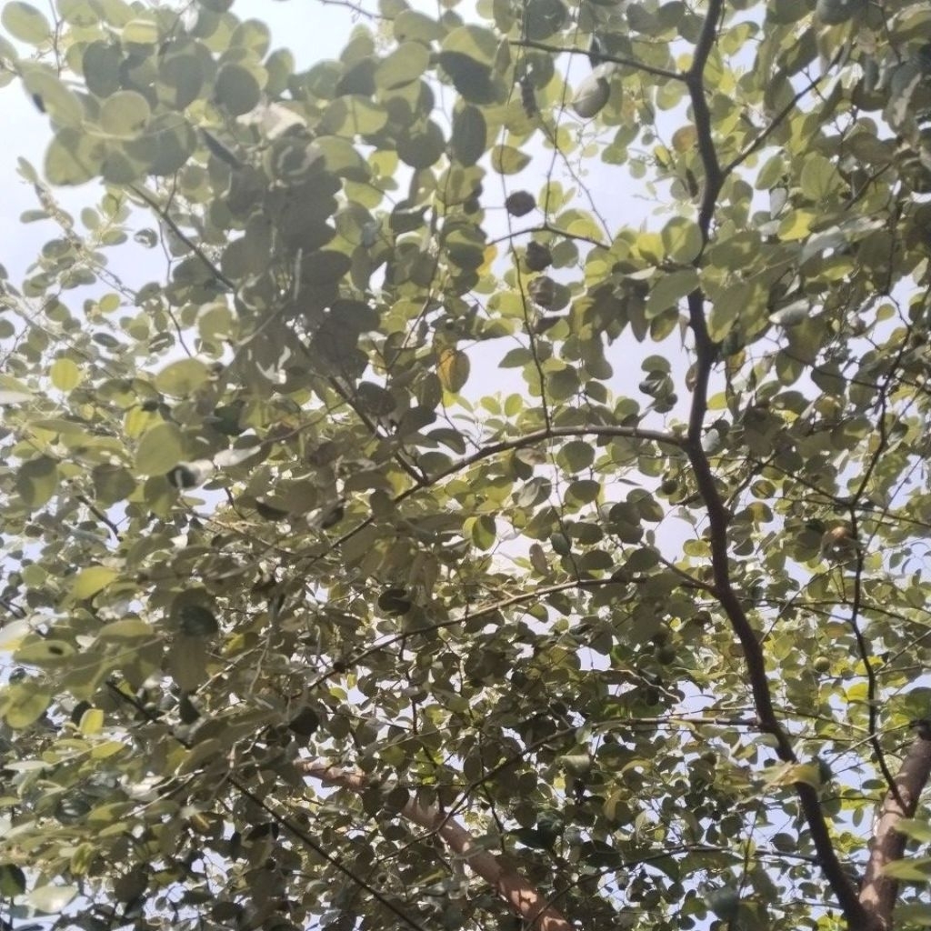 

1 kg daun bidara Arab, segar, fresh dipetik waktu ada pesanan.