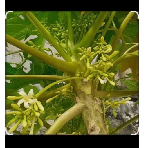 

Bunga pepaya,250gram