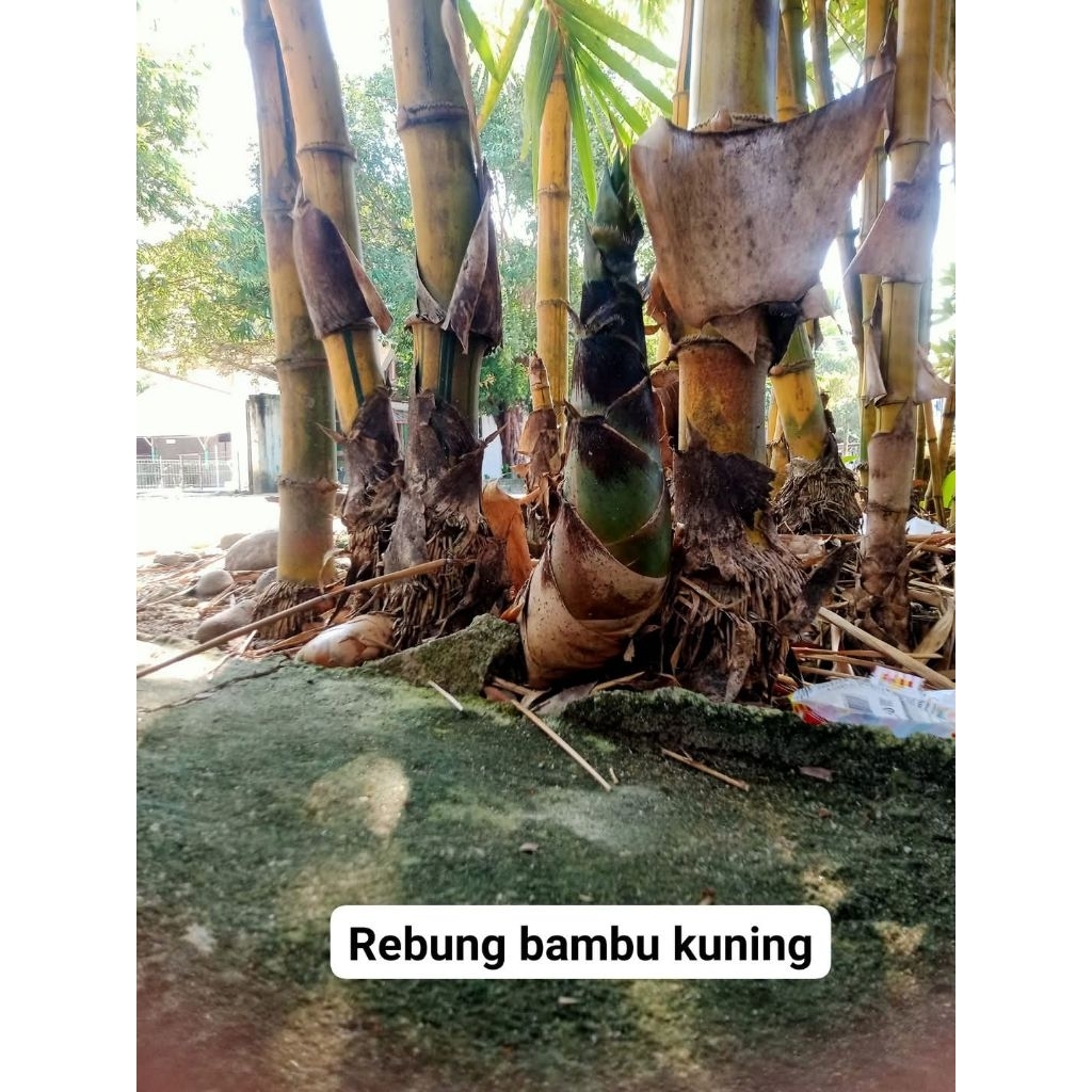 

rebung bambu asli original kuning per pcs