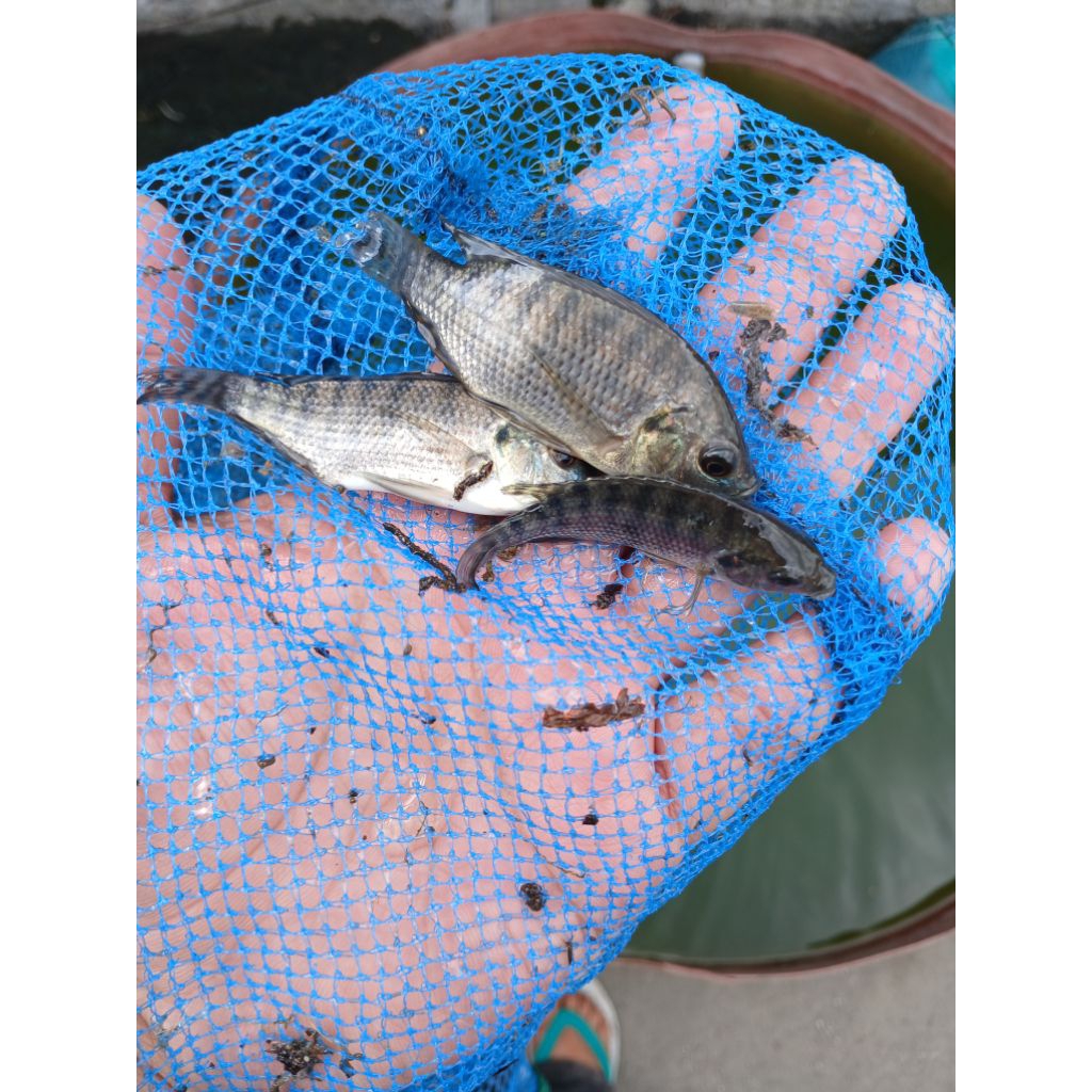 Bibit Ikan Nila Unggul Jatimbulan Bodi Kekar 10rb dpt 6 atau dpt 12