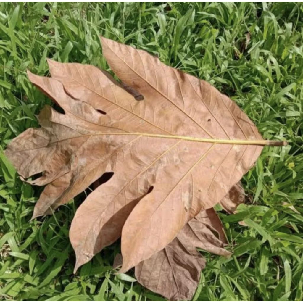 

Daun Sukun Kering Alami Organik 100 gram Herbal