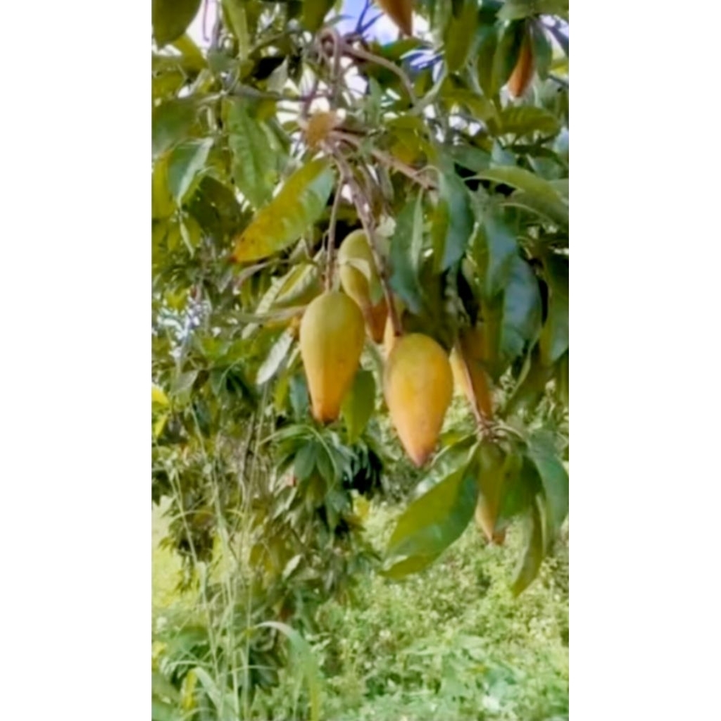 bibit tanaman buah alkesa