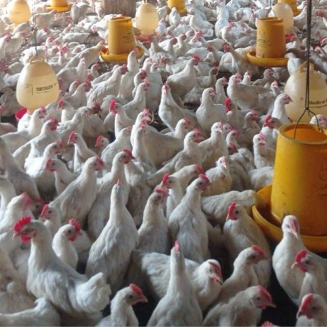 

AYAM PEJANTAN BERAT HIDUP -+900gram BERSIH -+600gram PROMO TERMURAH FRESH