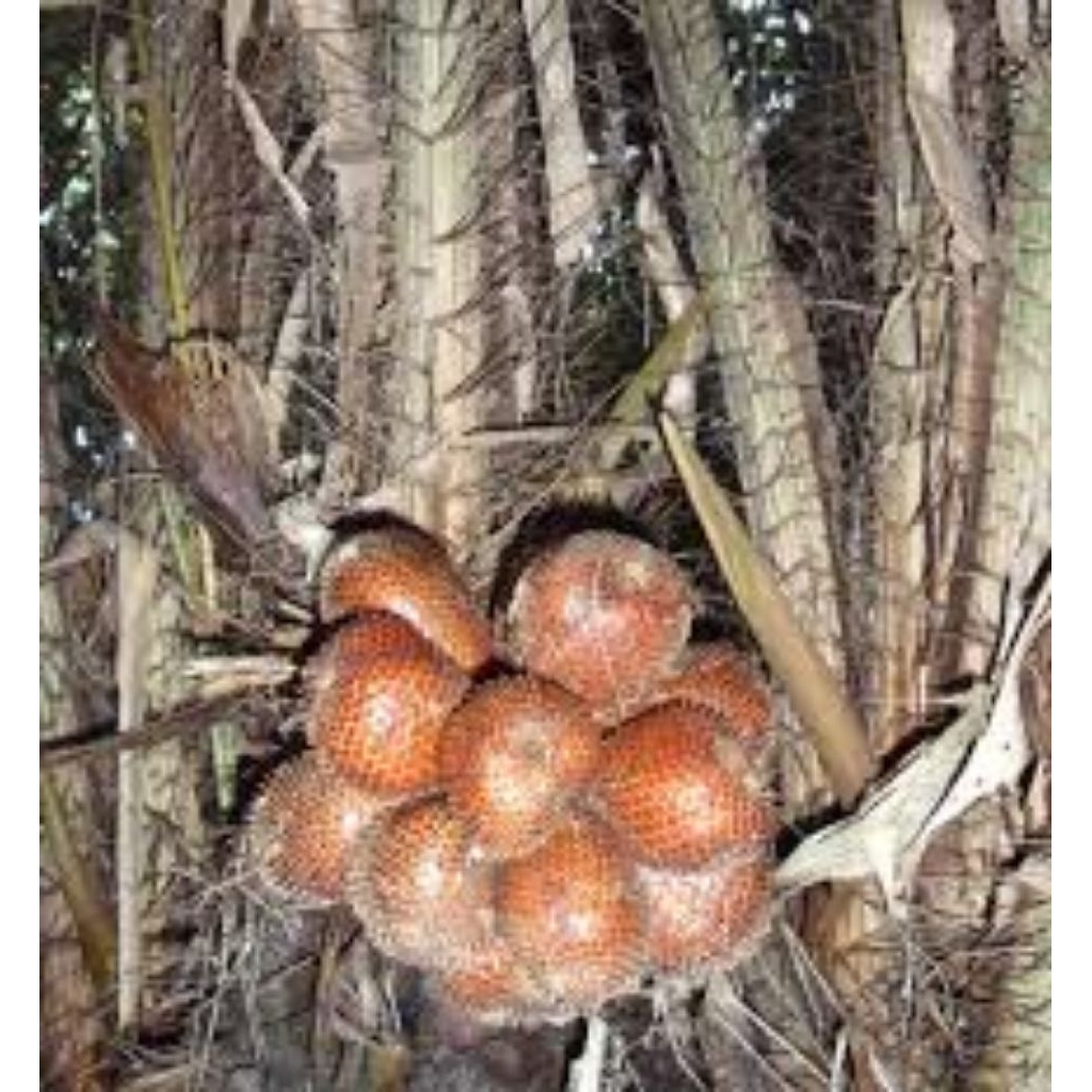 

buah salak pondoh segar 5kg kualitas grade a