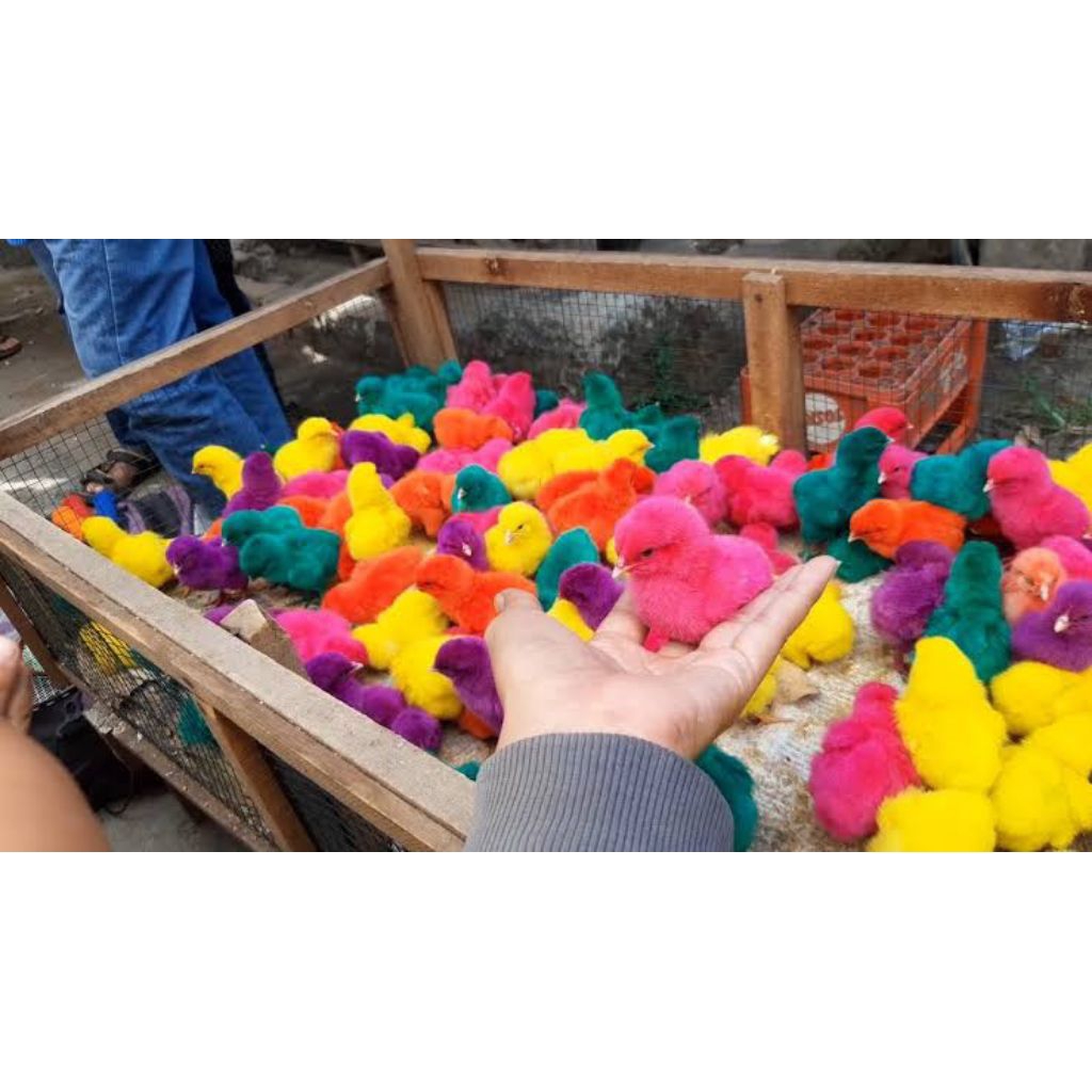 Jual Anak Ayam Teletubbies / Ayam Warna Warni (Hewan Hidup)