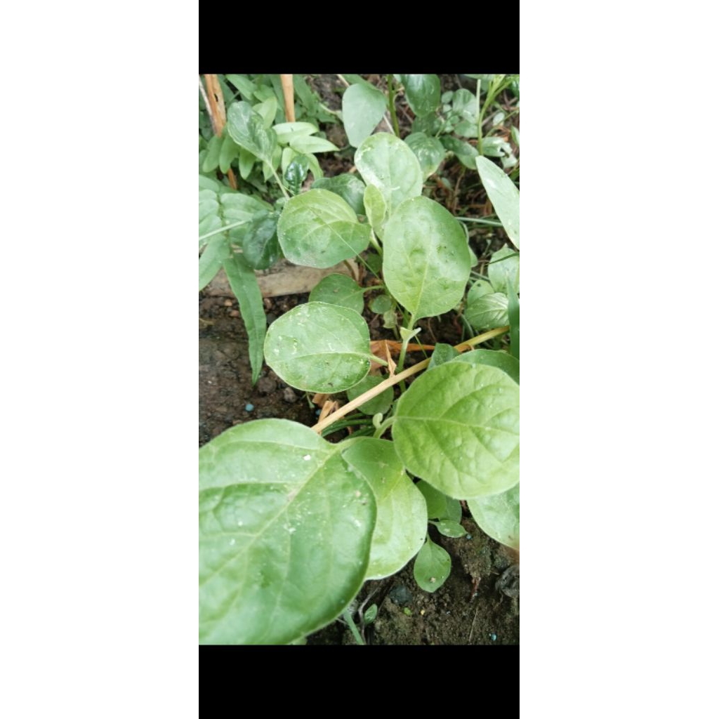 

Bibit Biji Terong Medan