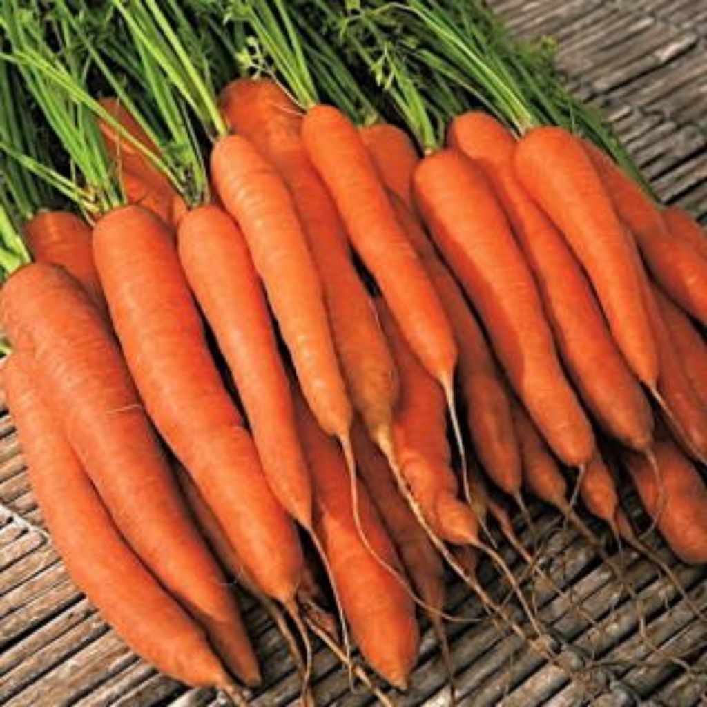 

Wortel segar berkualitas