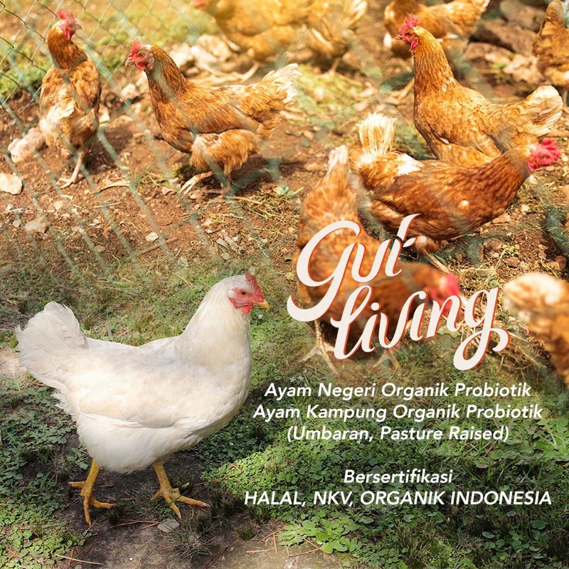 

Ayam Kampung dan Negeri Pasture Raised Organik Indonesia Probiotik Halal NKV Umbaran Free Range Hona Farm Organic Chicken