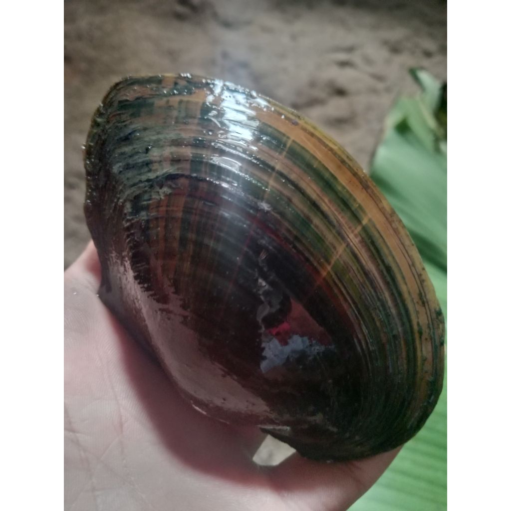 

Kerang kijing alias toe jual satuan