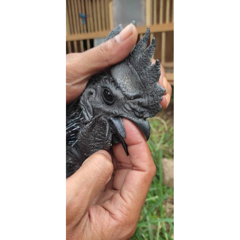 ayam cemani jago lidah hitam asli dijamin