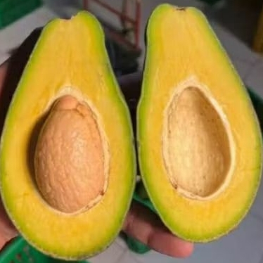 

Murah ya !!! alpukat mentega 1 kg fresh