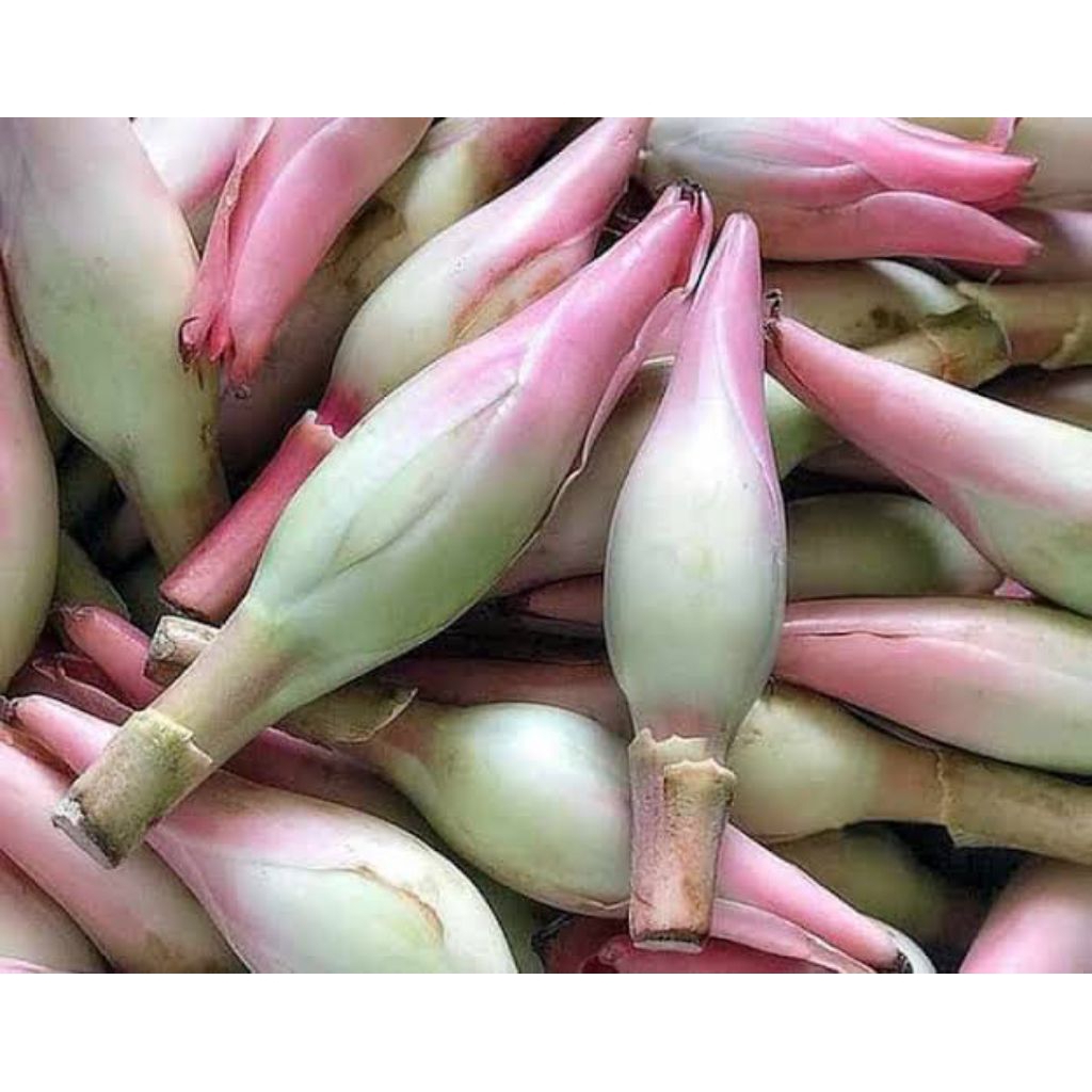 

Kincung / Kecombrang 250 gr Fresh (Sayuran Segar)