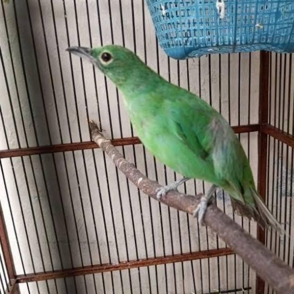 cak ijo betina body big