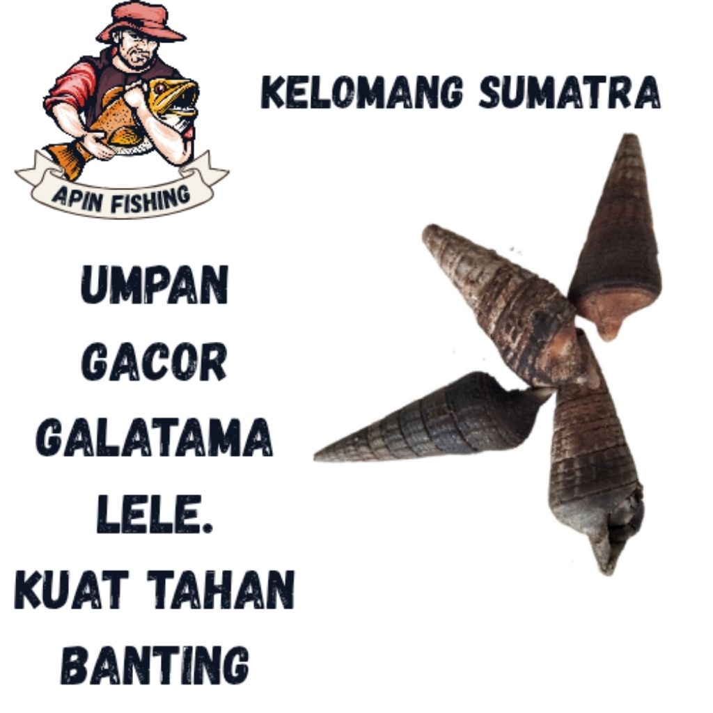 kelomang Sumatra UMPAN GACOR UMPAN GALATAMA LELE Isi 4 ekor