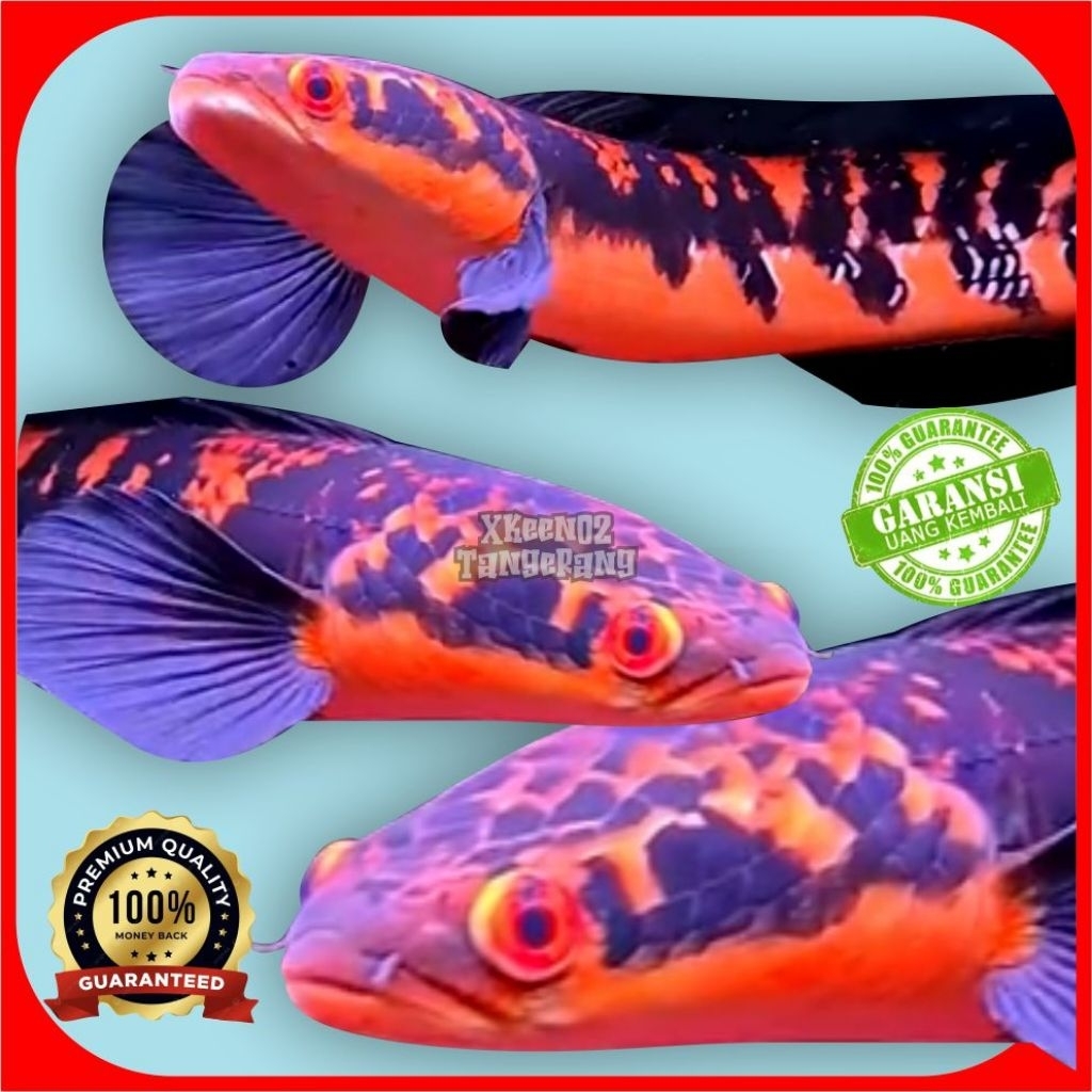 Maru Orenge Riau kualitas bahan original grad A++free [ striker ]