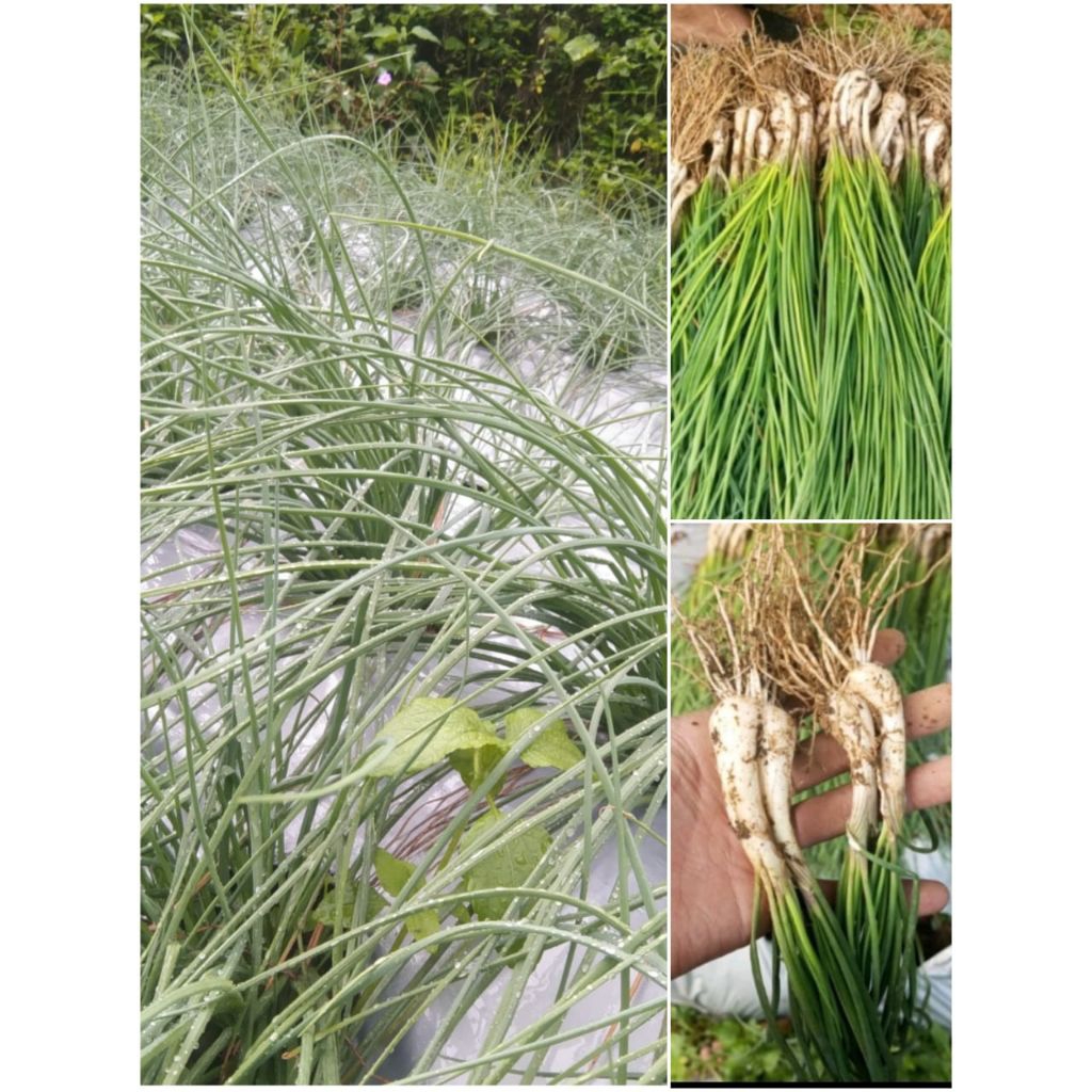 

Lengkio/ bawang Batak/kucai 1 kg