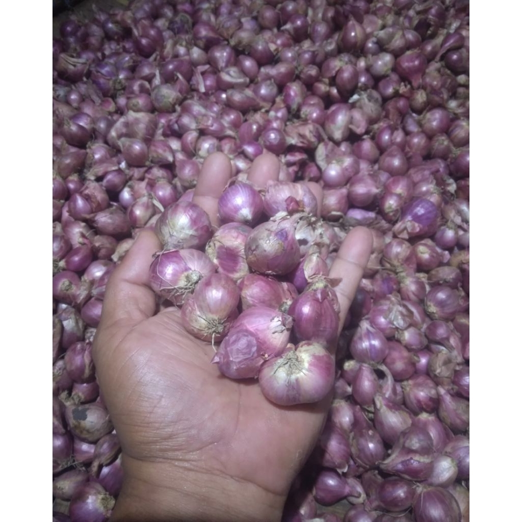 

bawang.1kg