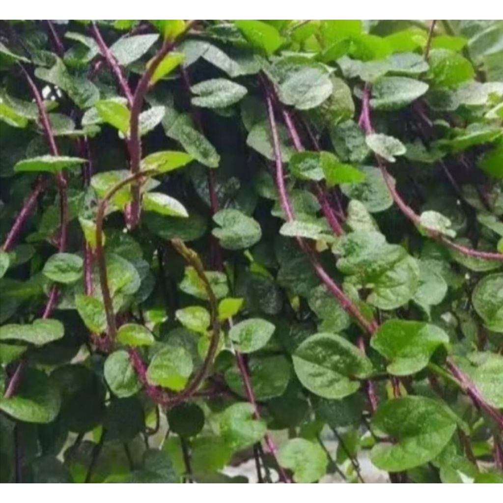 

BINAHONG MERAH ORGANIK TOP QUALITY 100 gr