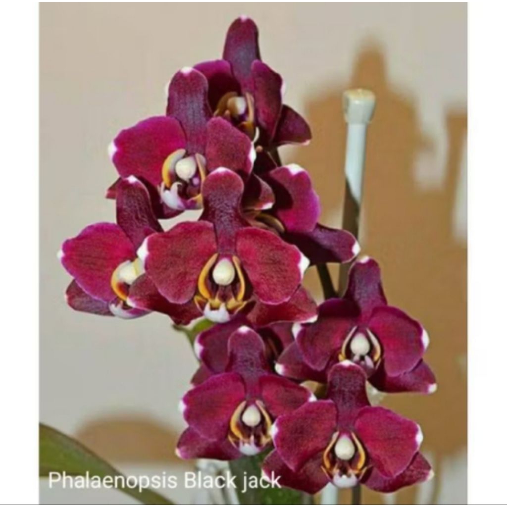 anggrek bulan black jack dewasa spiek berbunga