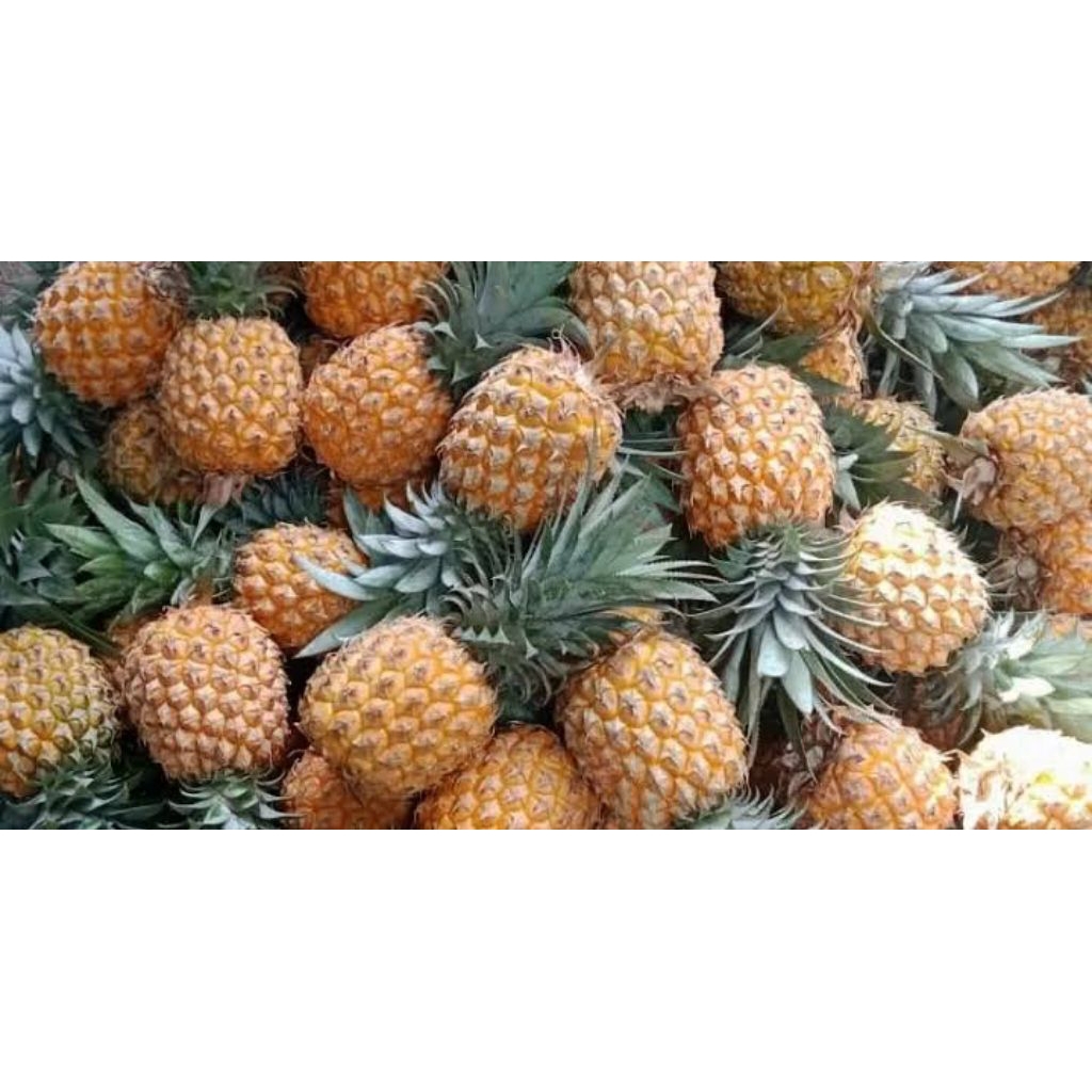 

Nanas Madu Pemalang Kupas Tidak Kupas Isi 4