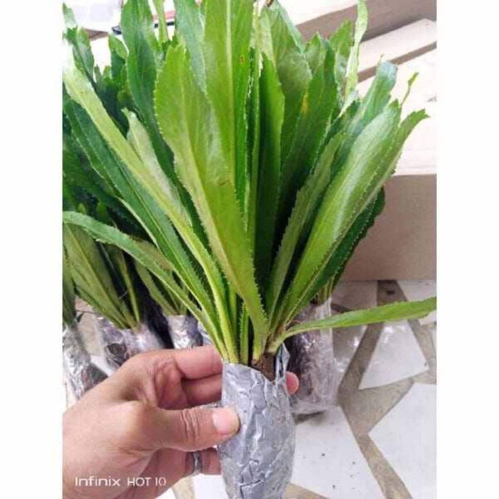 

walang sengit seger 20 pcs promo Setok banyak siap kirim