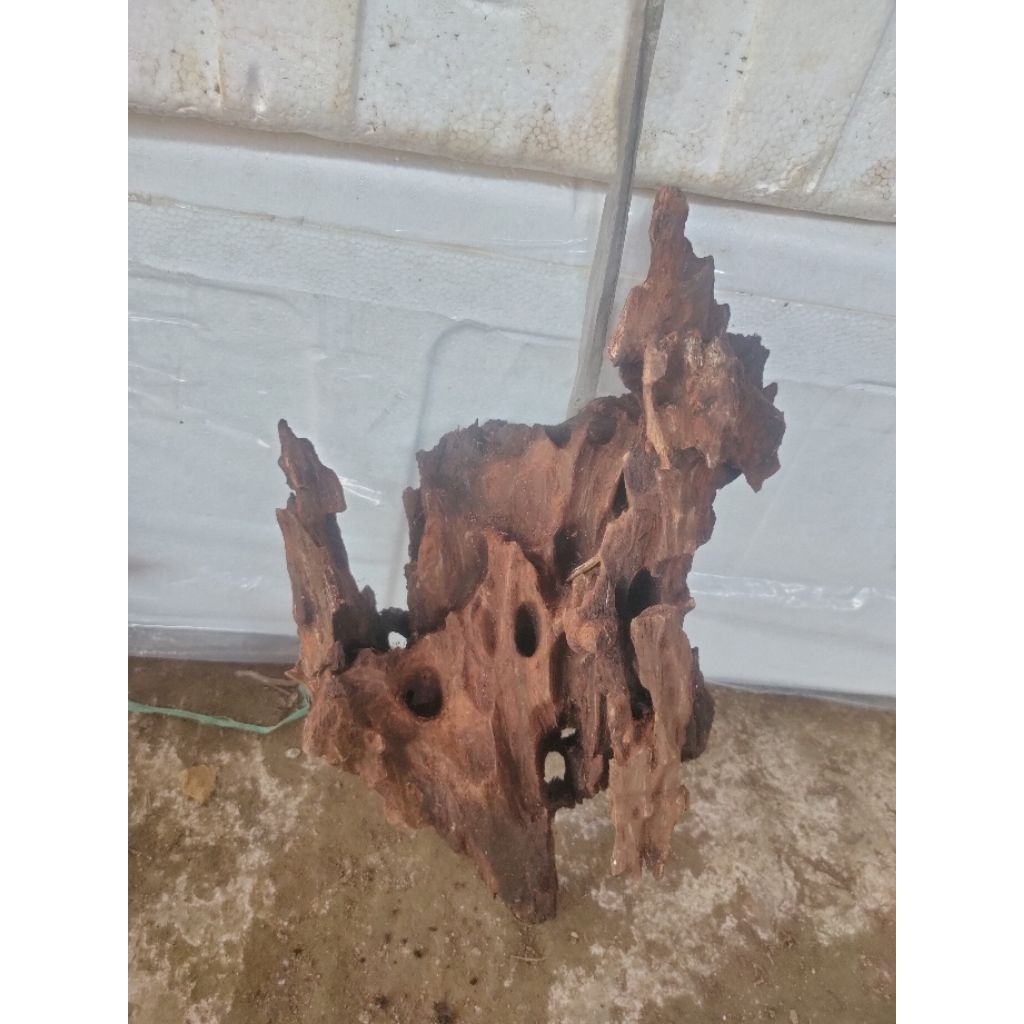 kayu rentek aquascape size L