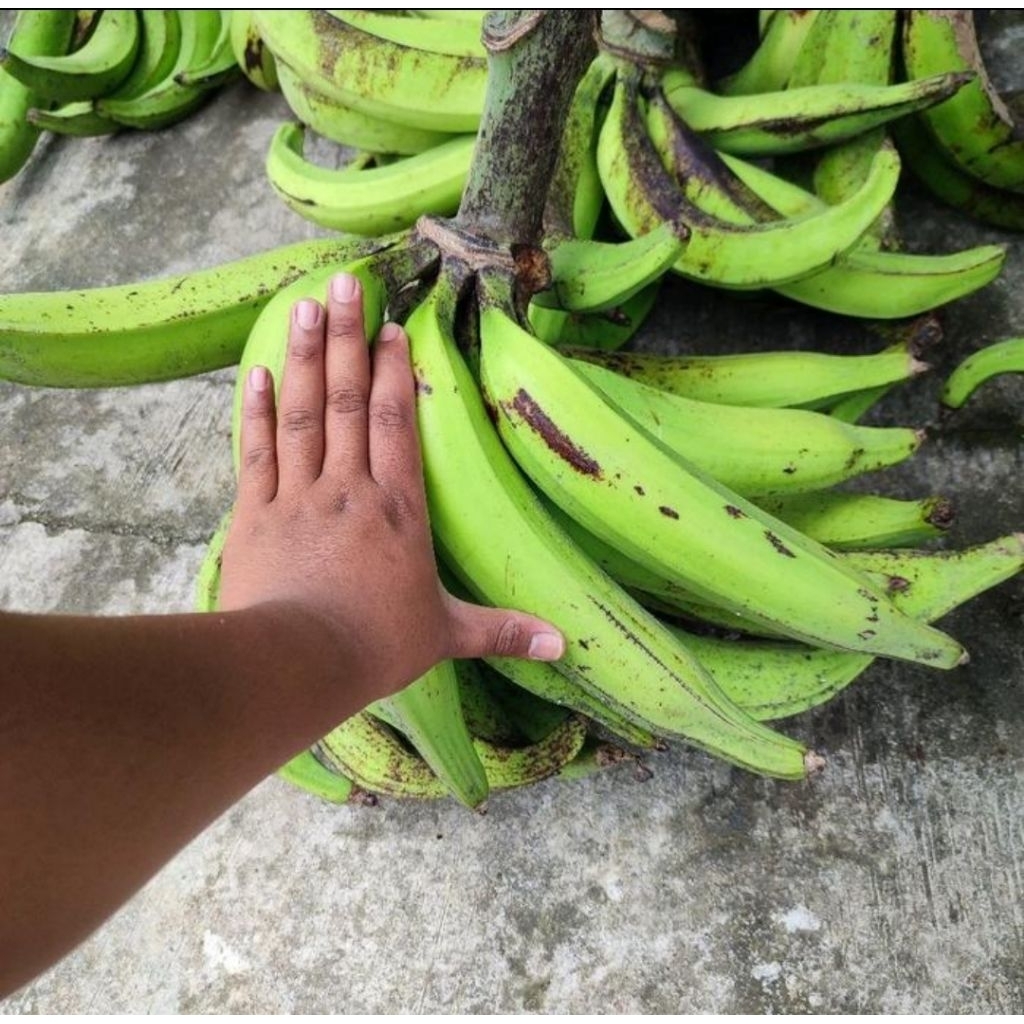 

Pisang Tanduk jumbo 1kg isi 3