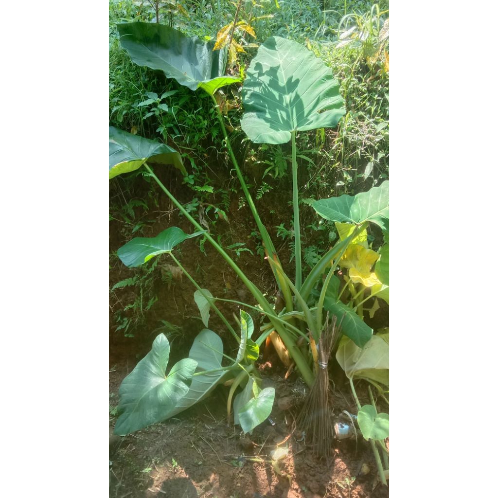 daun talas pakan ikan gurame&ikan Nilam murah 1kg