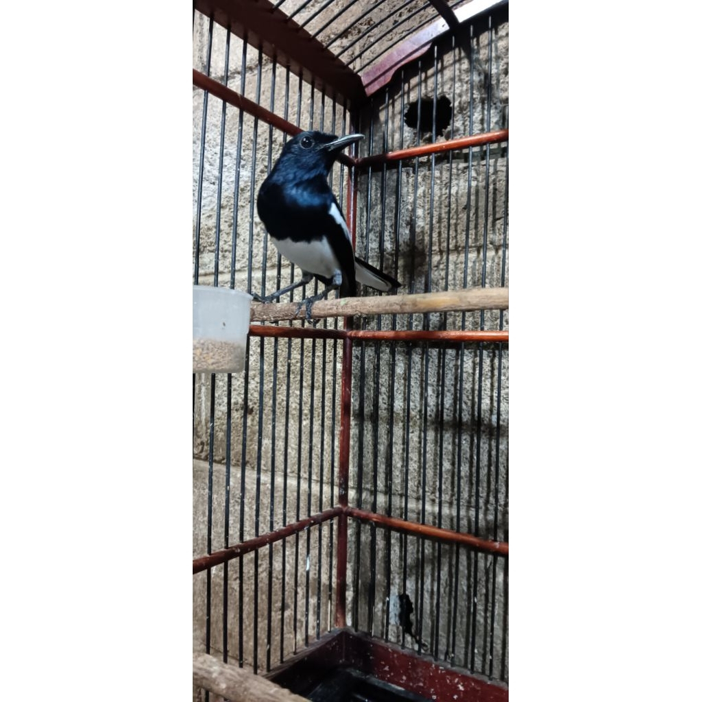 KACER JAWA BARAT(BURUNG SUDAH GACOORR DORRR)