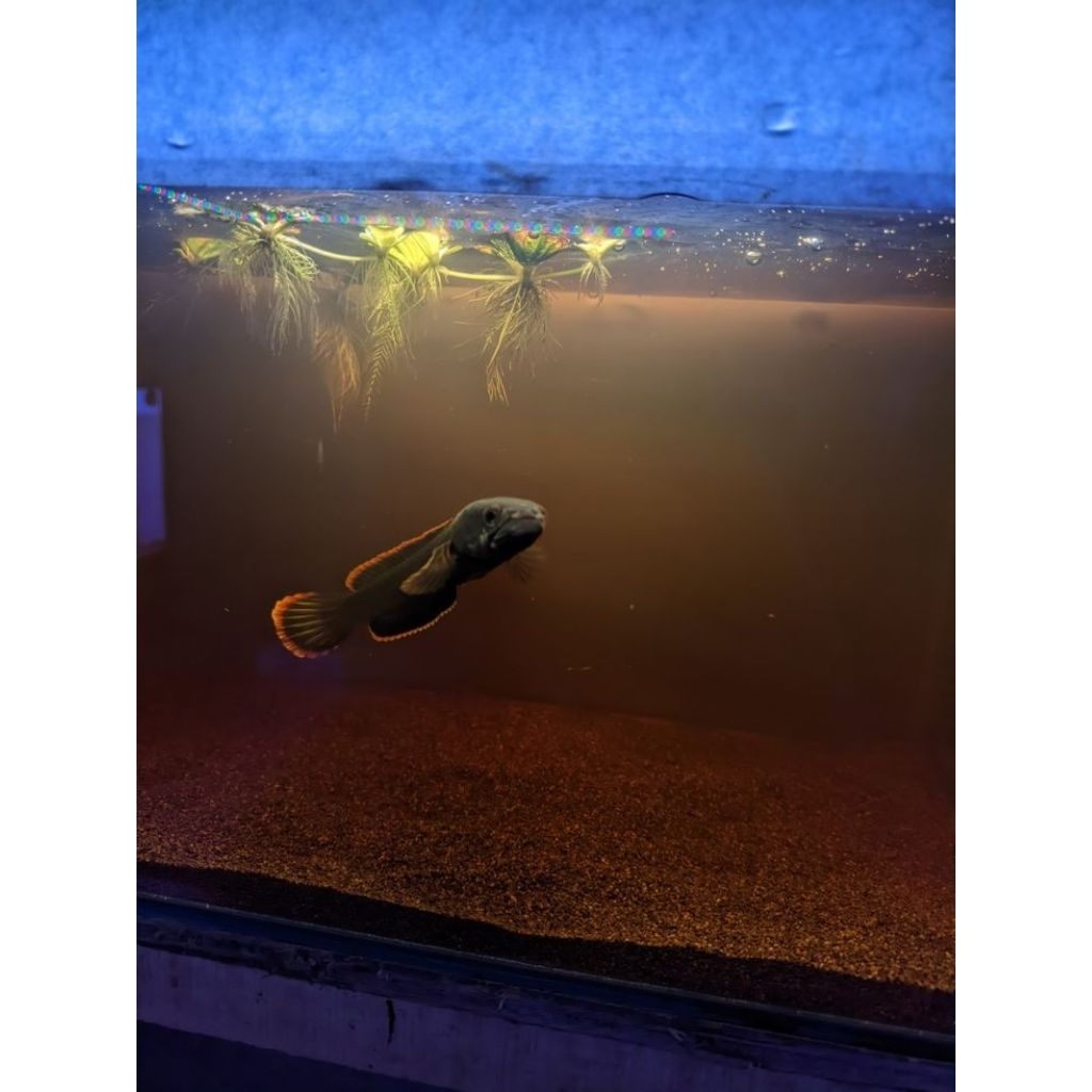 Limbata lawu single tank galak