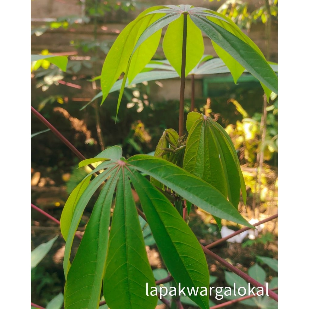 

Daun Singkong Lalapan Organik - Petik Dadakan