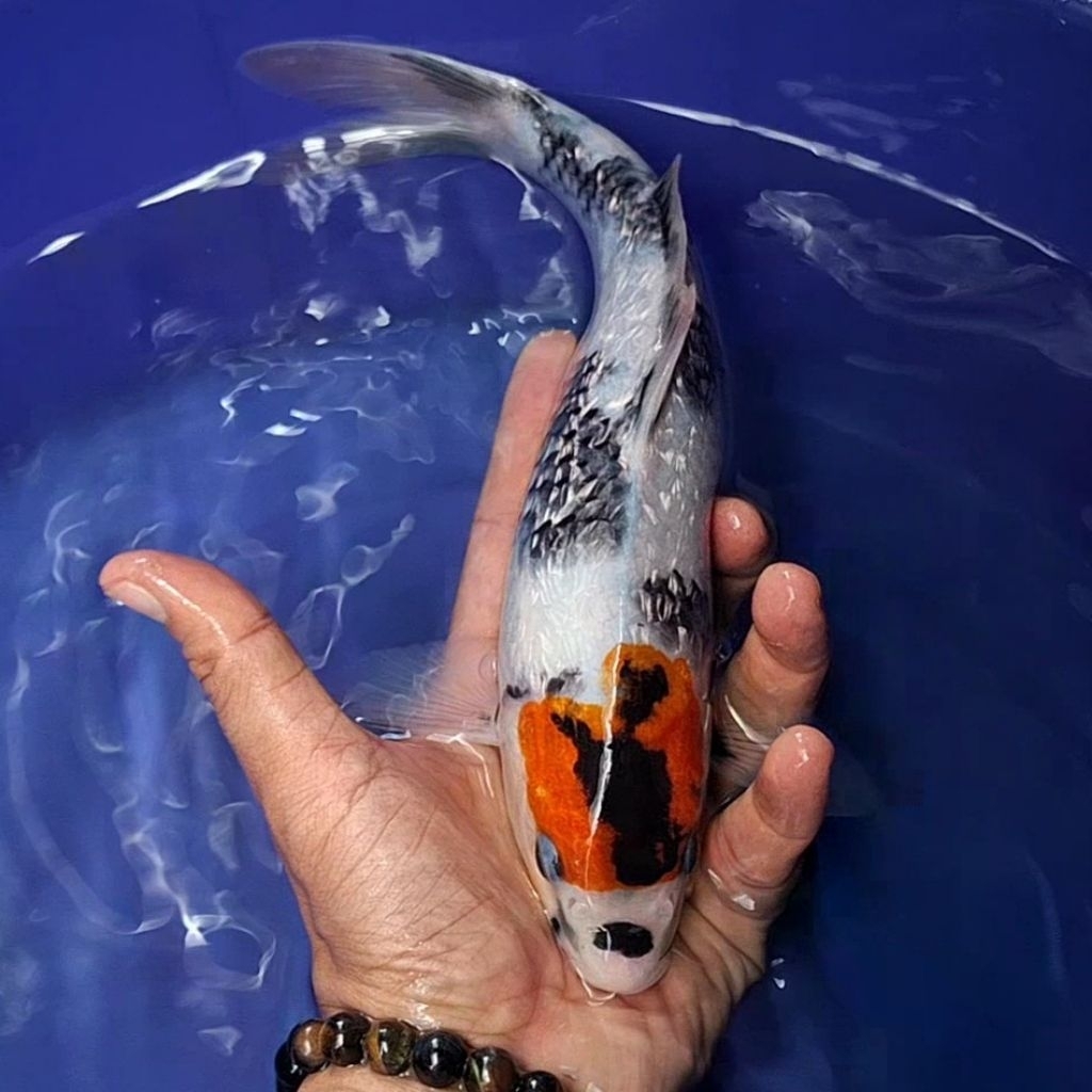 Ikan Koi Blitar Jenis Tancho / Rumah Koi Jakarta / kode 008