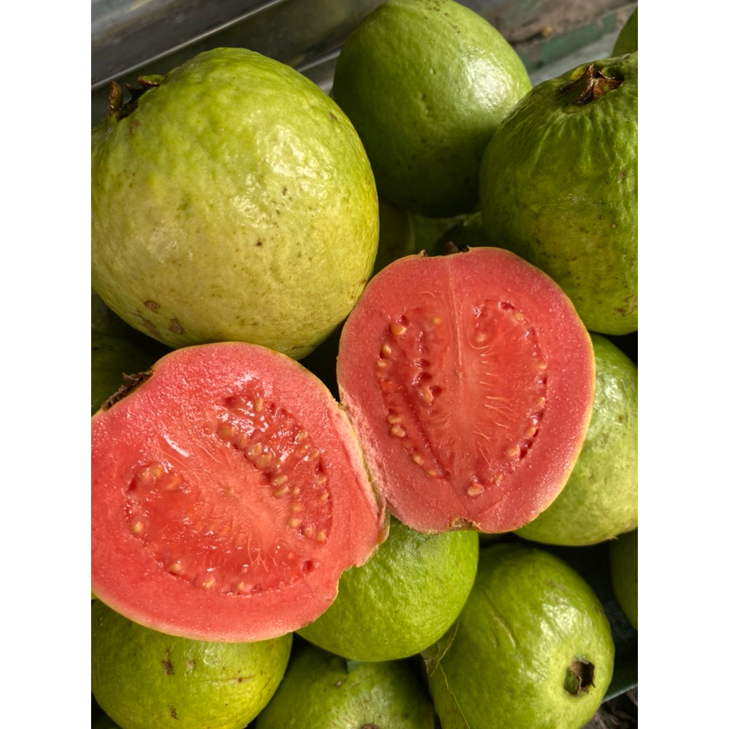 

JAMBU MERAH MERAH SUPER FRESS petik sendiri 1kg