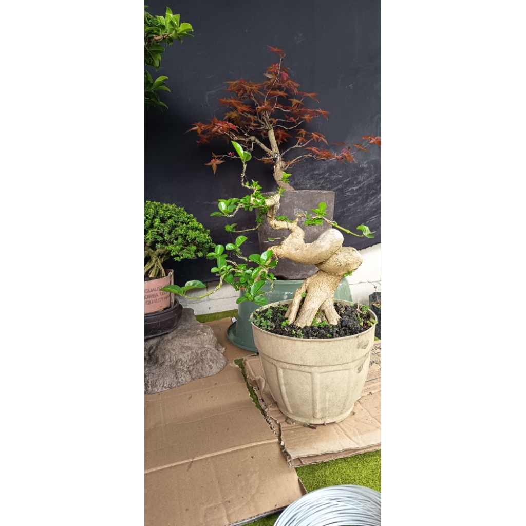 bonsai bahan sancang small