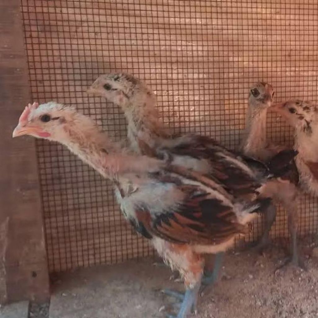 ayam pelung anak pilihan