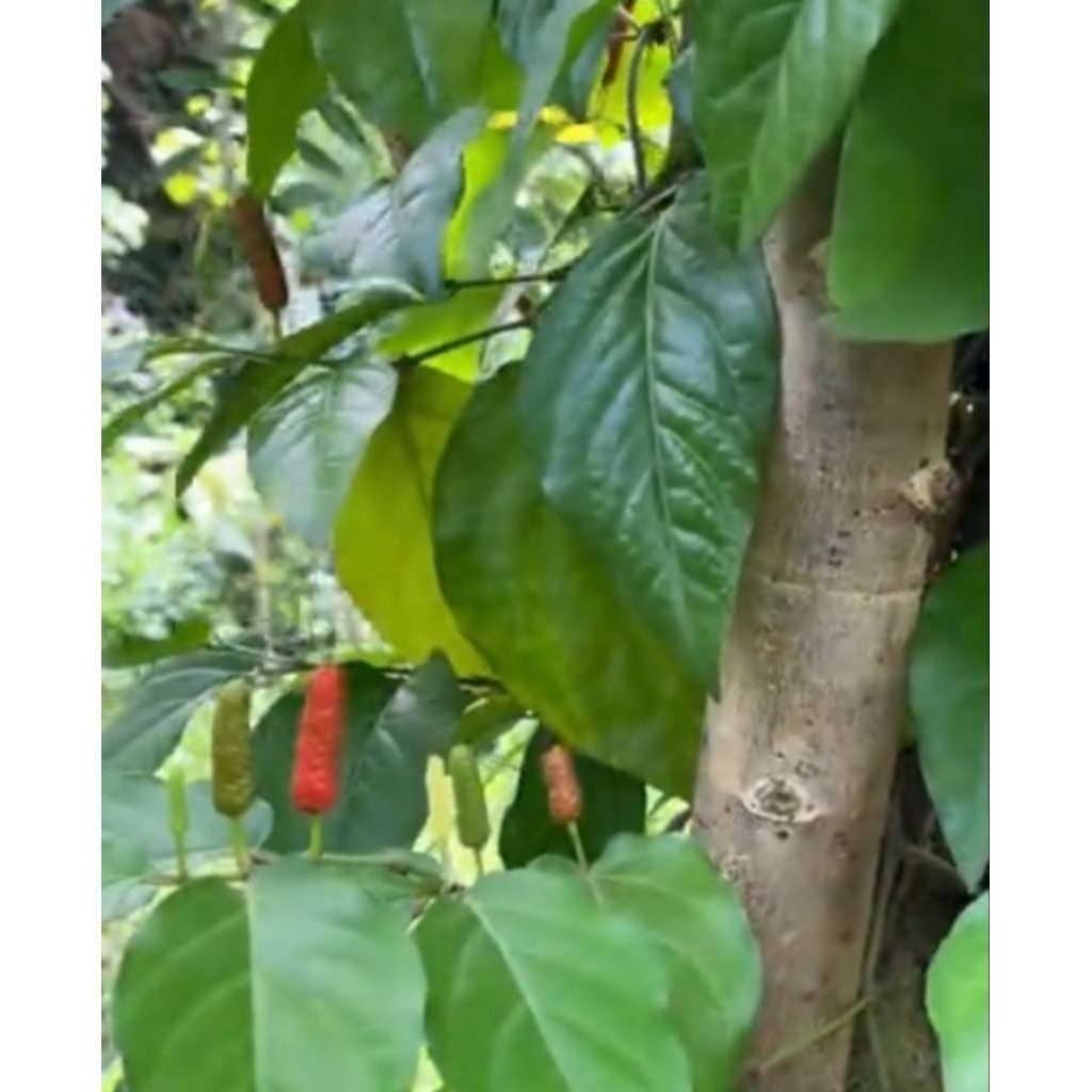 

10 biji benih cabai jawa cabai puyang