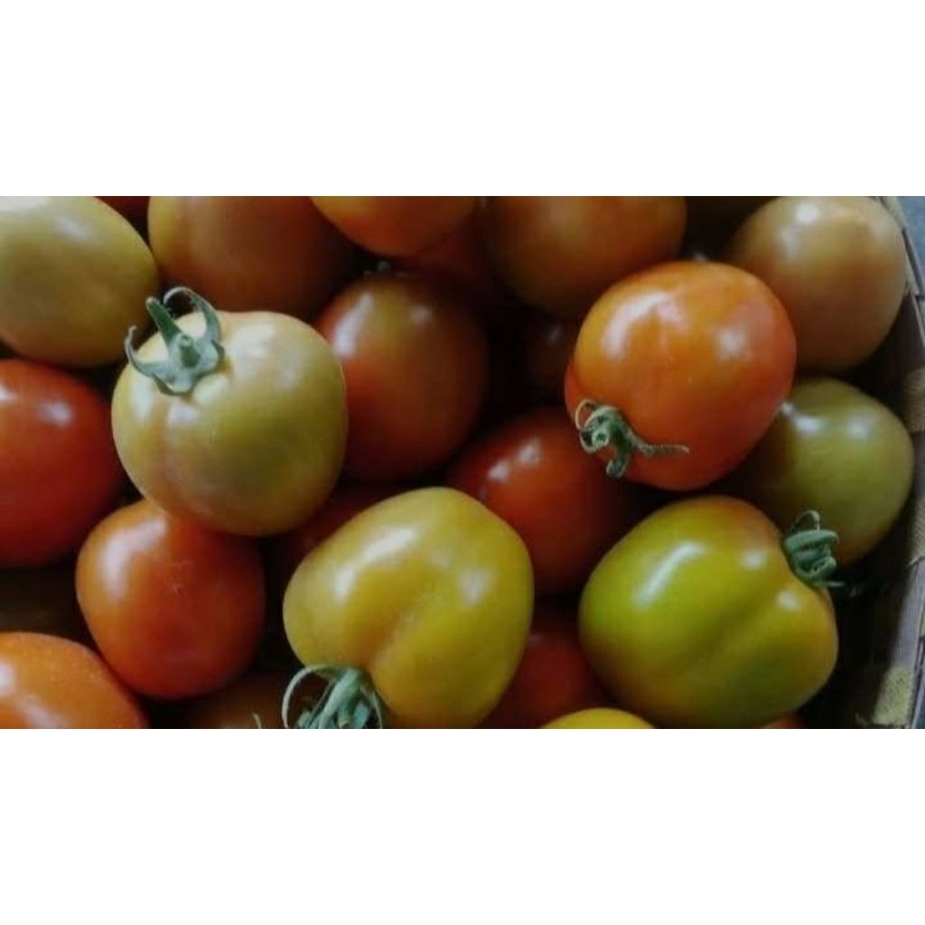 

tomat sayur segar 1kg