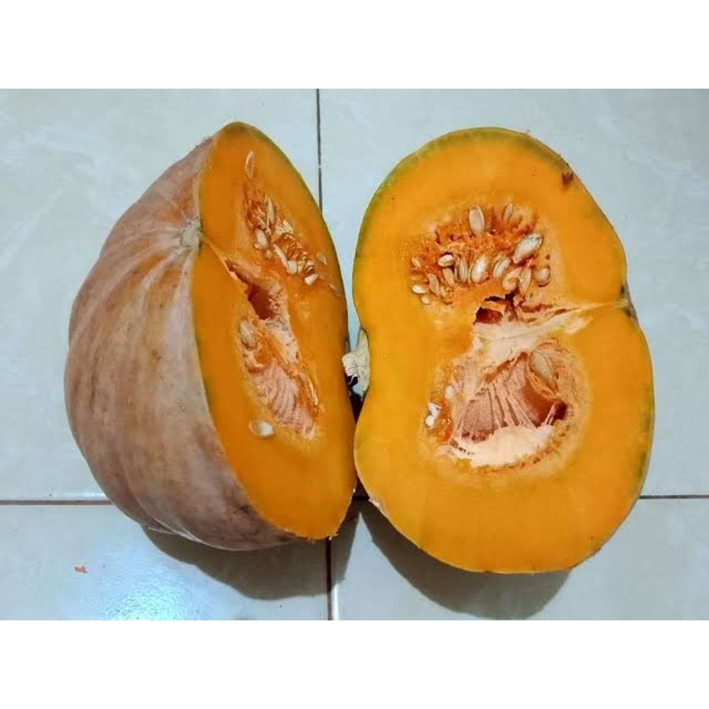 Benih labu kuning super 45 biji