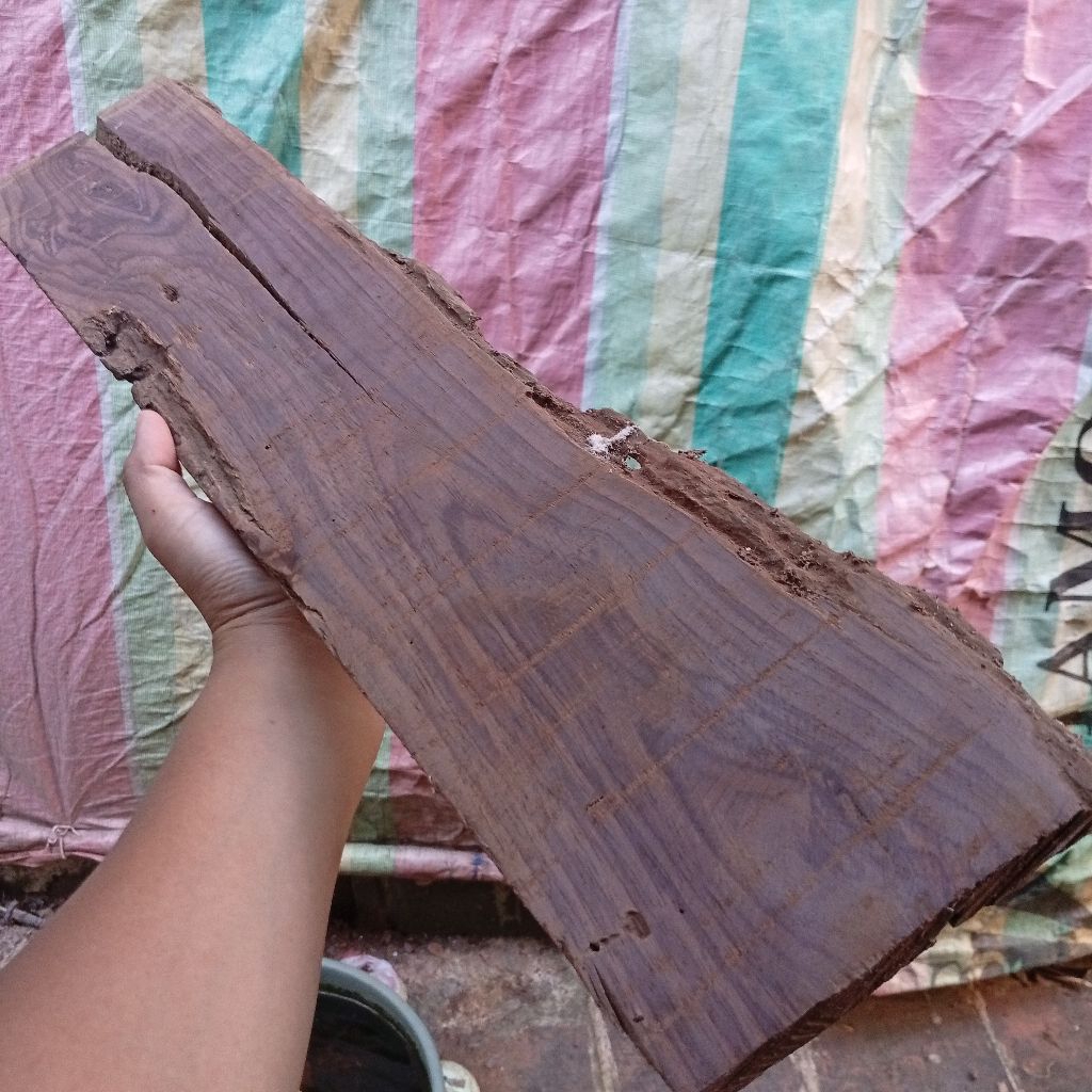 kayu sonokeling akar no. 2