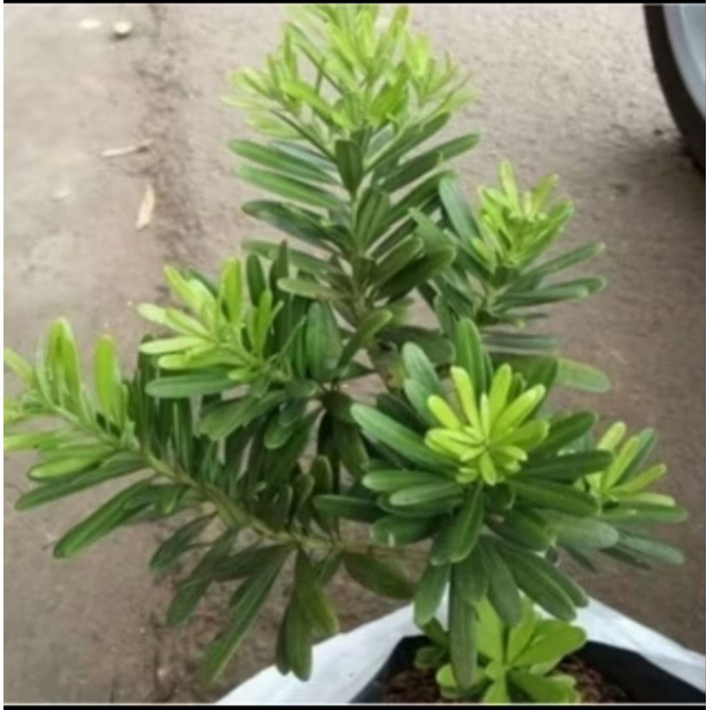 Promo tanaman lohansung cincuan - bahan bonsai lohansung taiwan- tanaman bonsai lohansung.