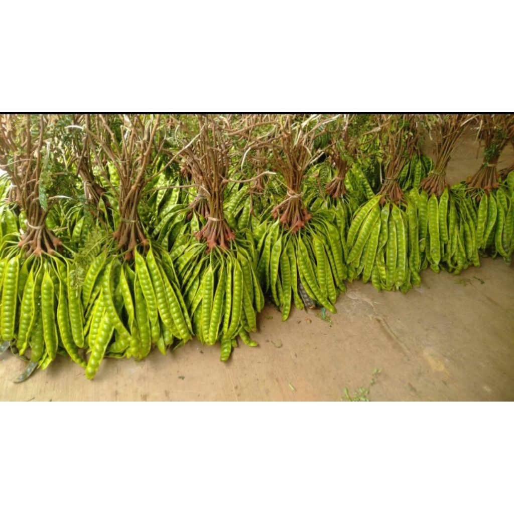 

pete tua super press bisa( satuan).