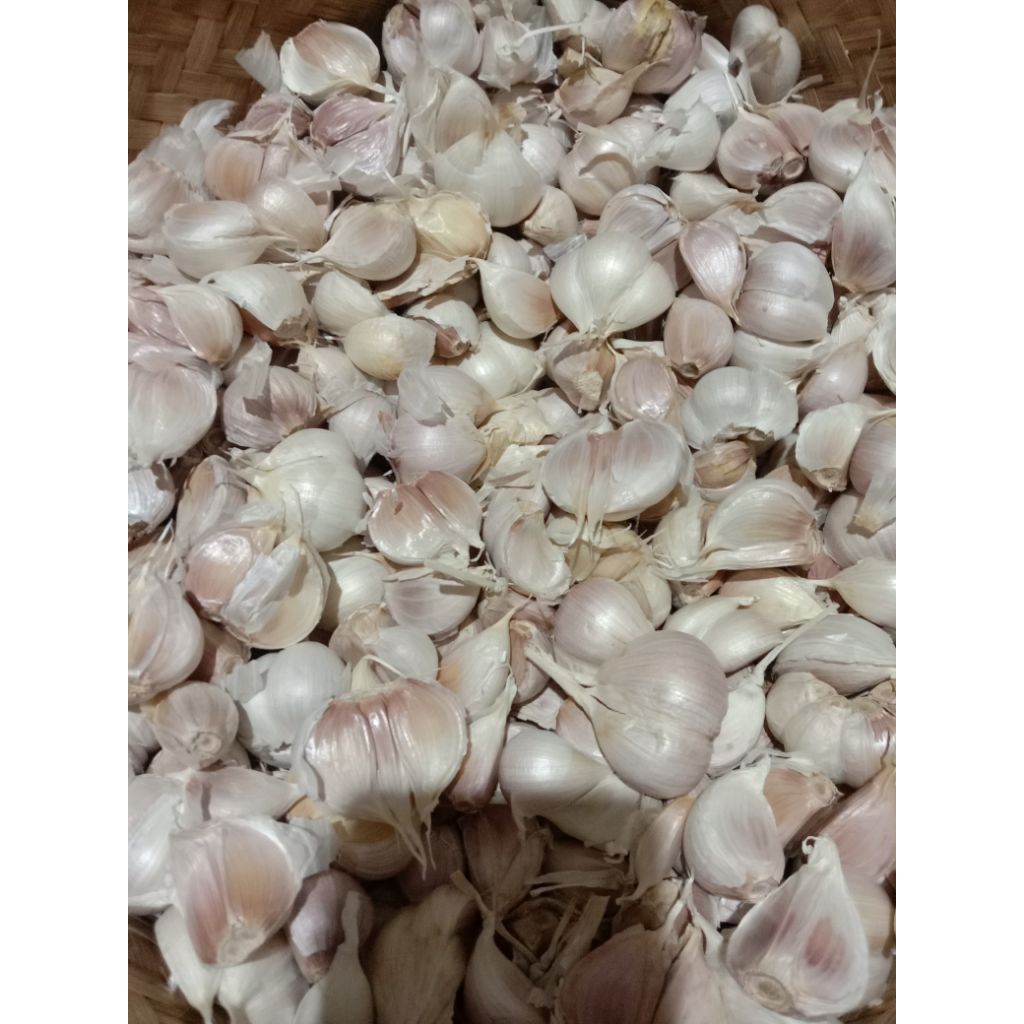 

Bawang putih kating