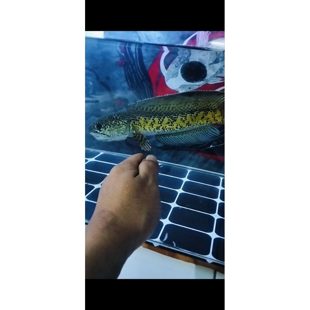 patung Channa auranti