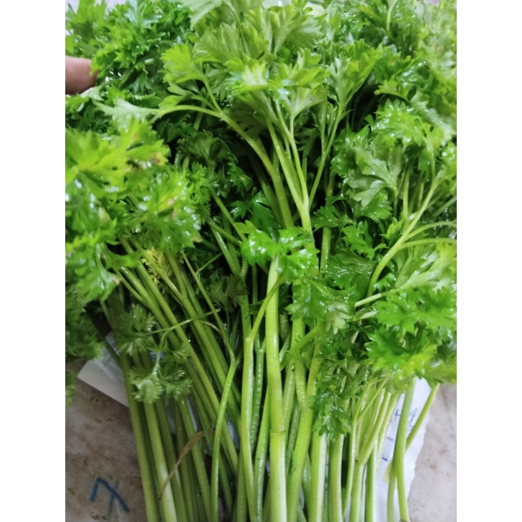 

SAYUR DAUN PARSLEY SEHAR 1ONS 250G 500G