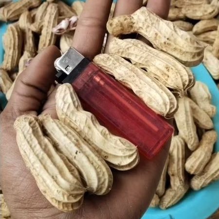 

KACANG GAJAH LURIK BATIK MADU PREMIUM JUMBO SPEK EXPOR 1000 GRAM