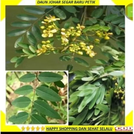 

sedia daun johar organik segar, diambil saat order masuk, dijamin fresh per 500 gram