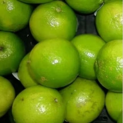 

Jeruk nipis segar 1 Kg